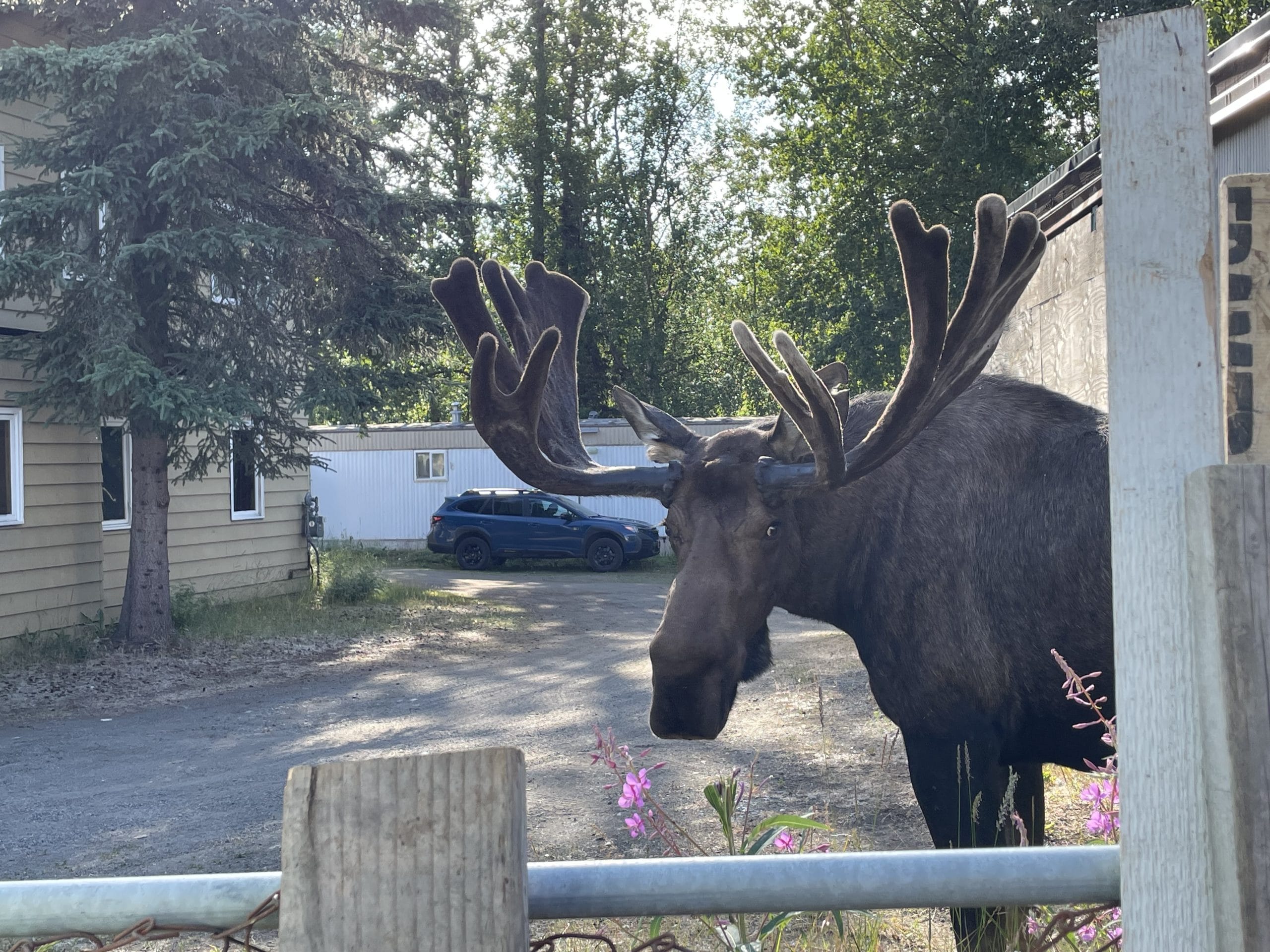 Moose at a Cozy Northern Homes property